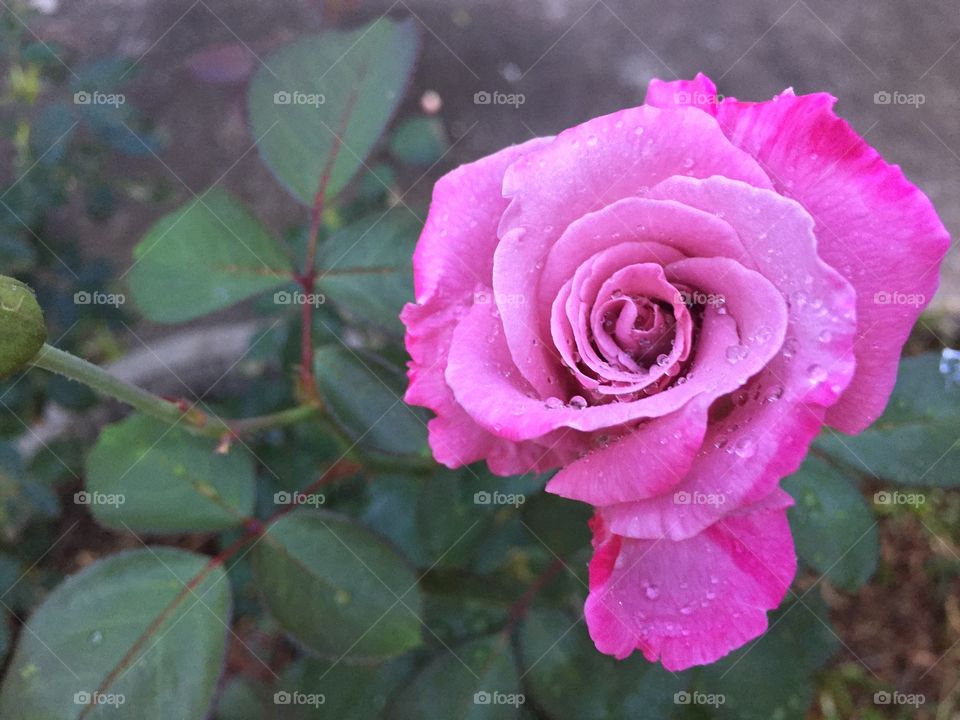 The pink rose in garden 