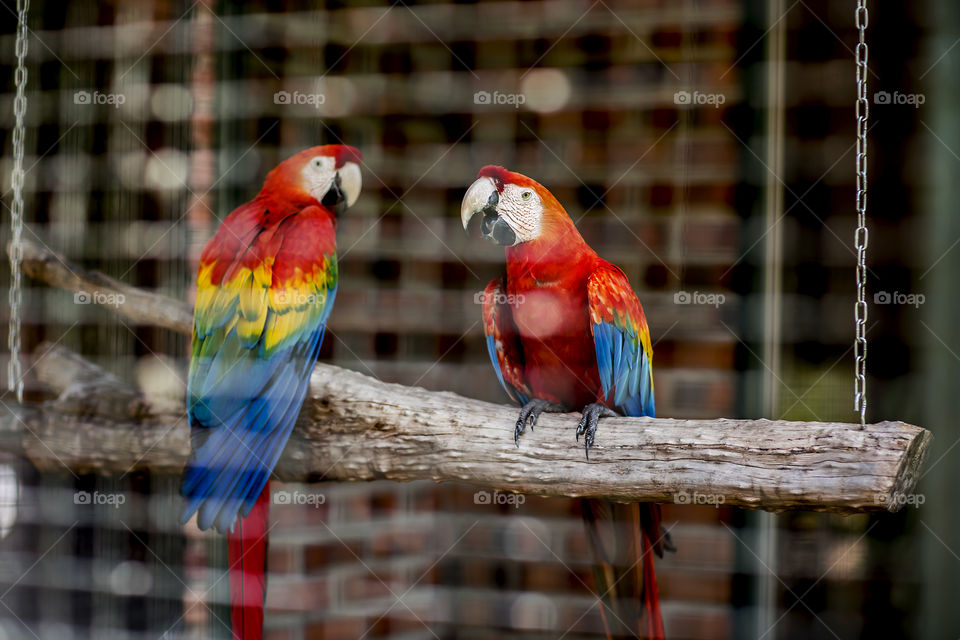 bird
nature
brazil 
macaw 
red macaw