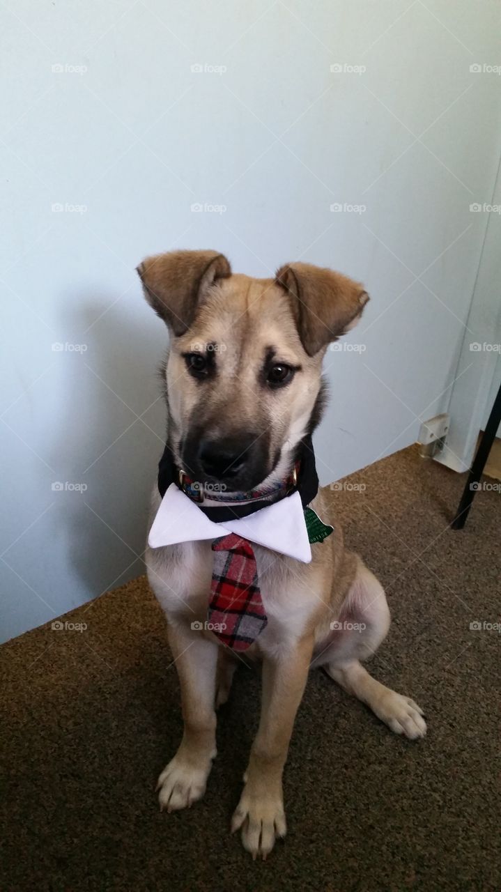 Anatolian Shepherd puppy wearing a plaid necktie