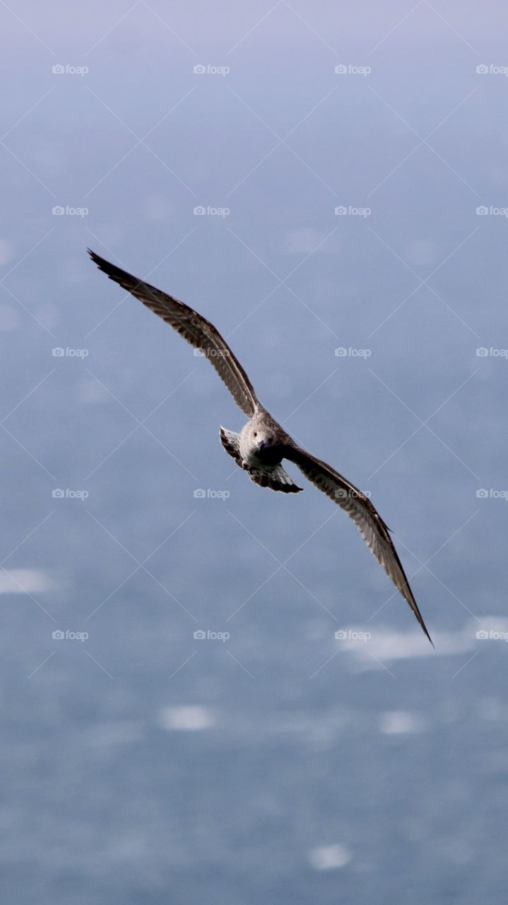 seagull in flight