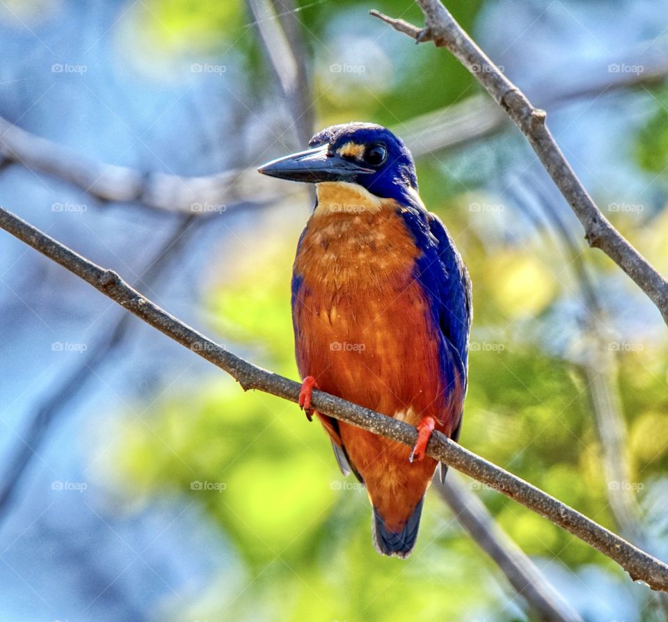 Bright orange chested, blue winged Azure Kingfisher.