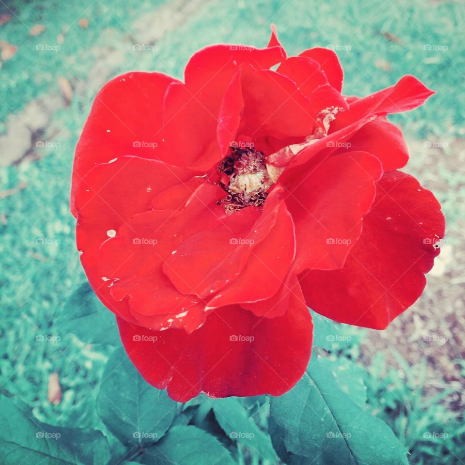 #Hibiscos!
Sempre belos e de cores vivas, embelezando nosso jardim. Cono não se inspirar?