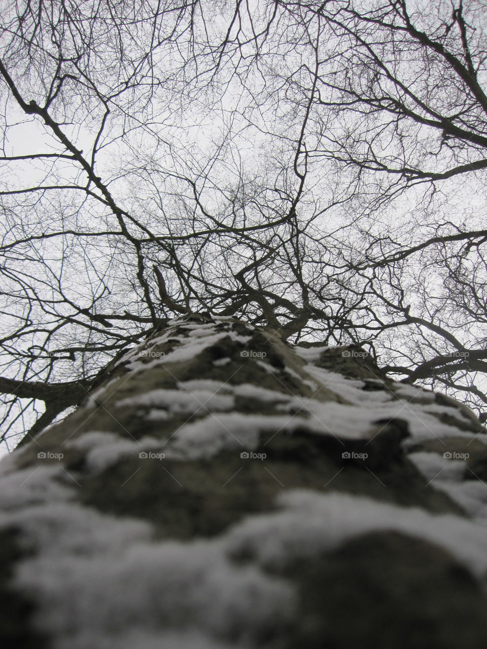 Winter, Snow, Cold, Tree, Landscape