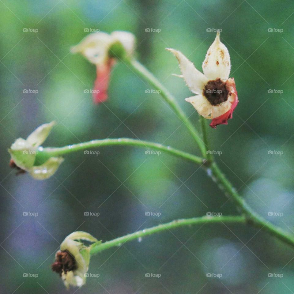 Wildflower buds