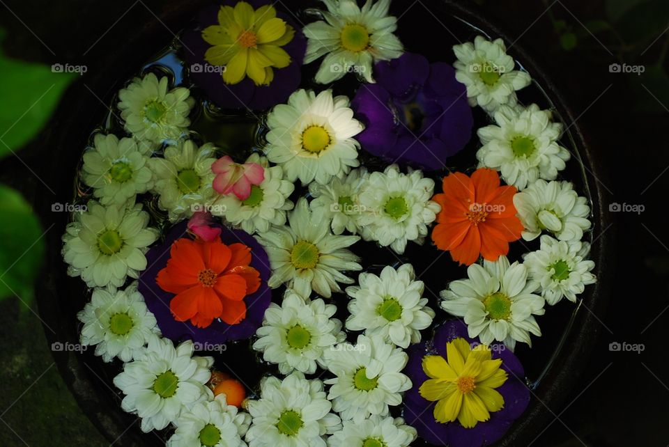 Flowers in water