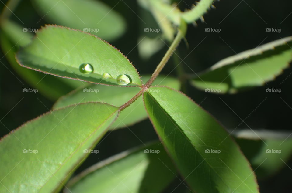 rain drop in leaf