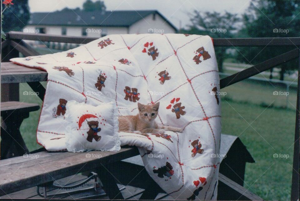 Yellow kitten on quilt