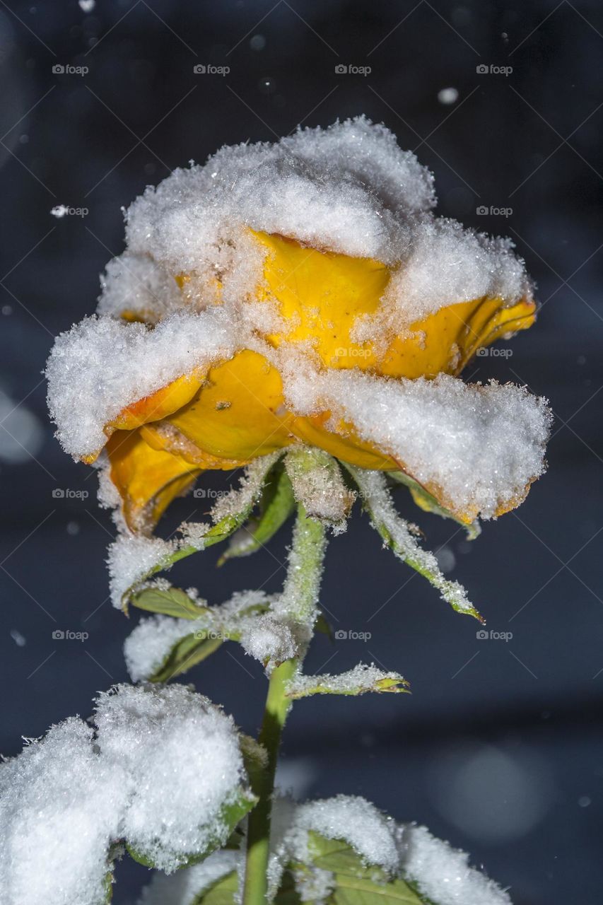 Yellow rose under the snow.