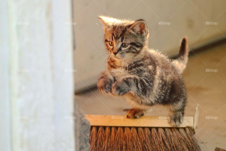 View of a cat jumping