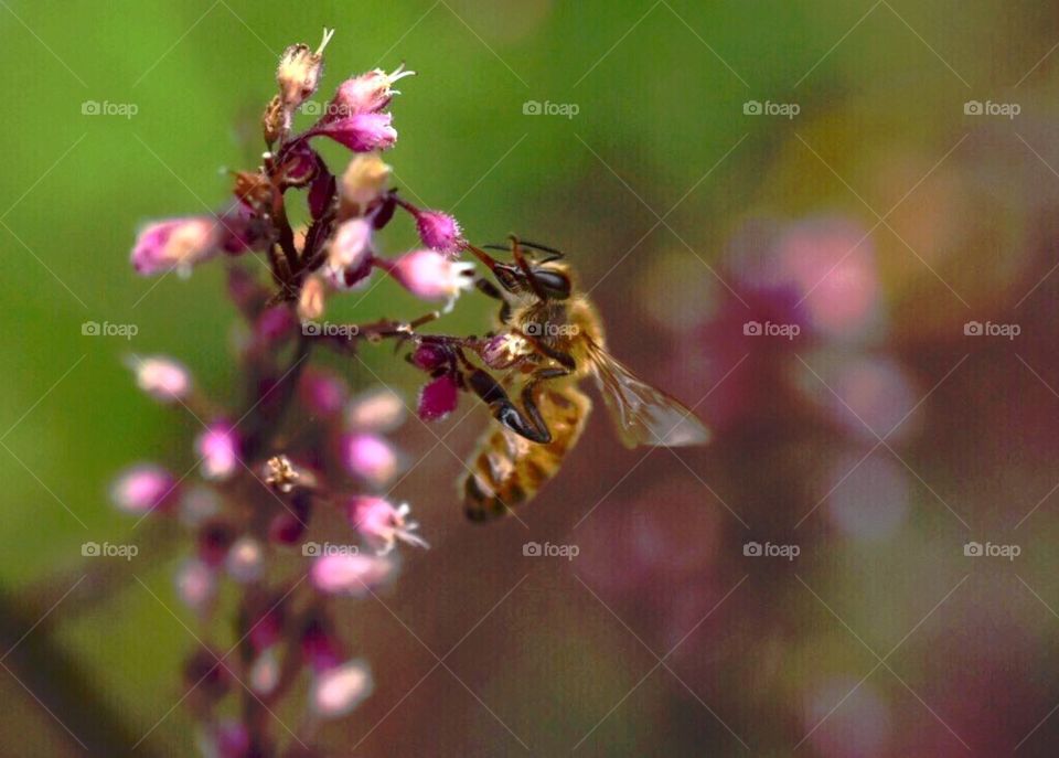 Bees,insects,summer,nature