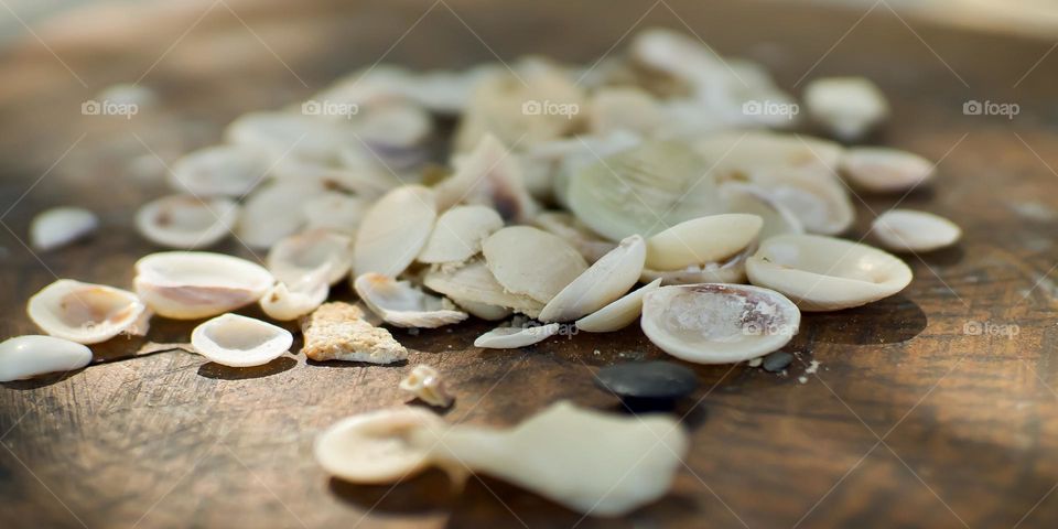 Closeup of a collection of seashells and one black button.