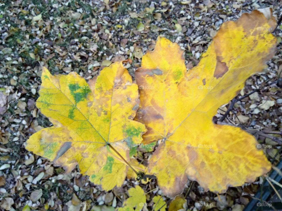 Yellow leaves