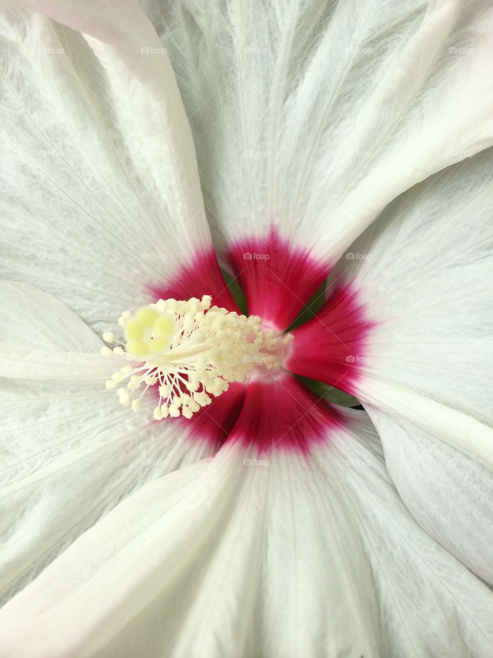 Close-up of hibiscus