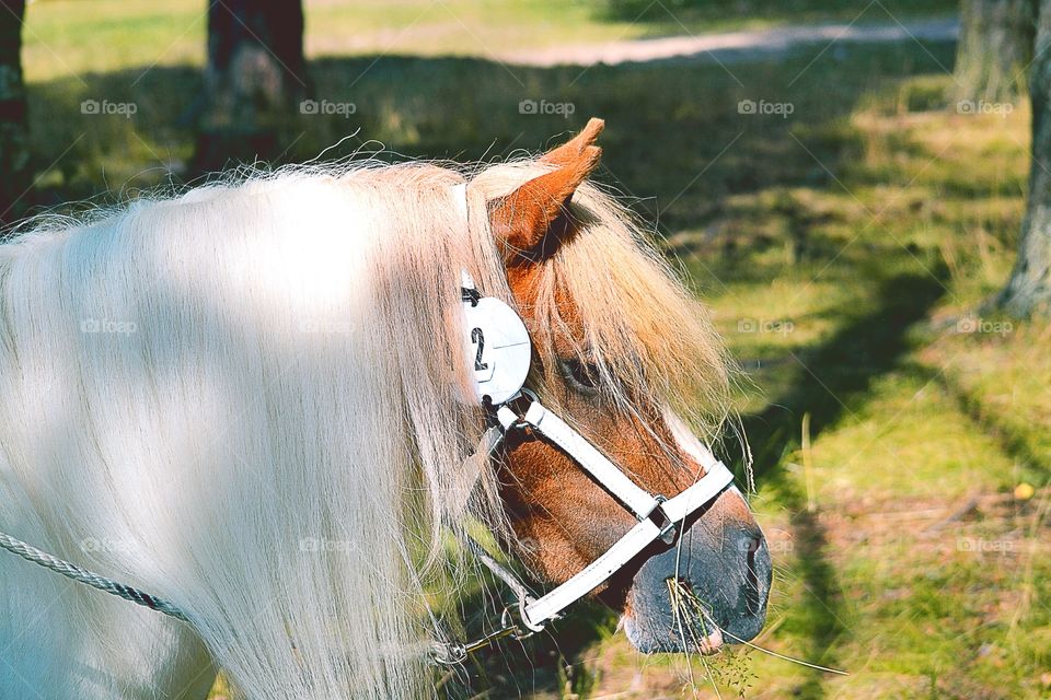 Pony. A pinto pony at show