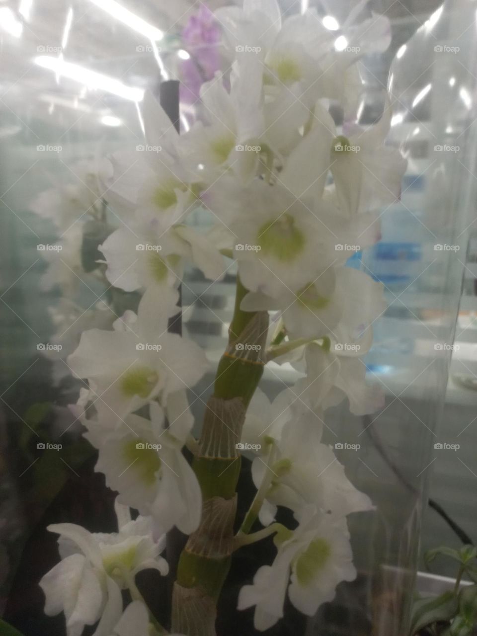 Orquidea Dendobrium branca, representa a eternidade, por isso é uma excelente escolha para presentear a pessoa amada ou amigos. A cor é associada à pureza. Exala delicadeza e é um símbolo clássico de feminilidade