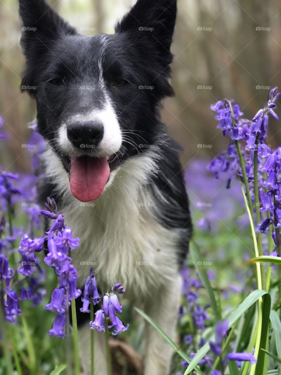 Cute collie in among bluebells 