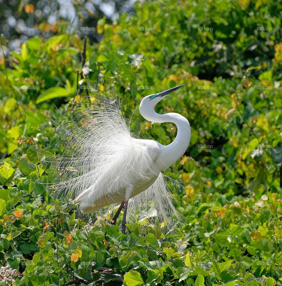 white heron bird