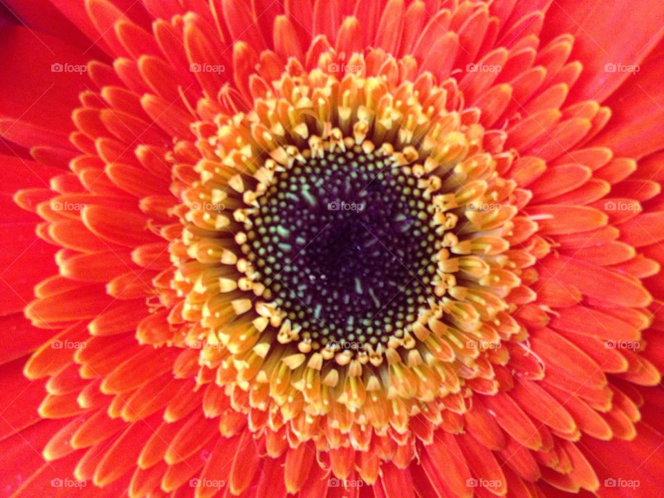 Full frame of orange gerbera flower