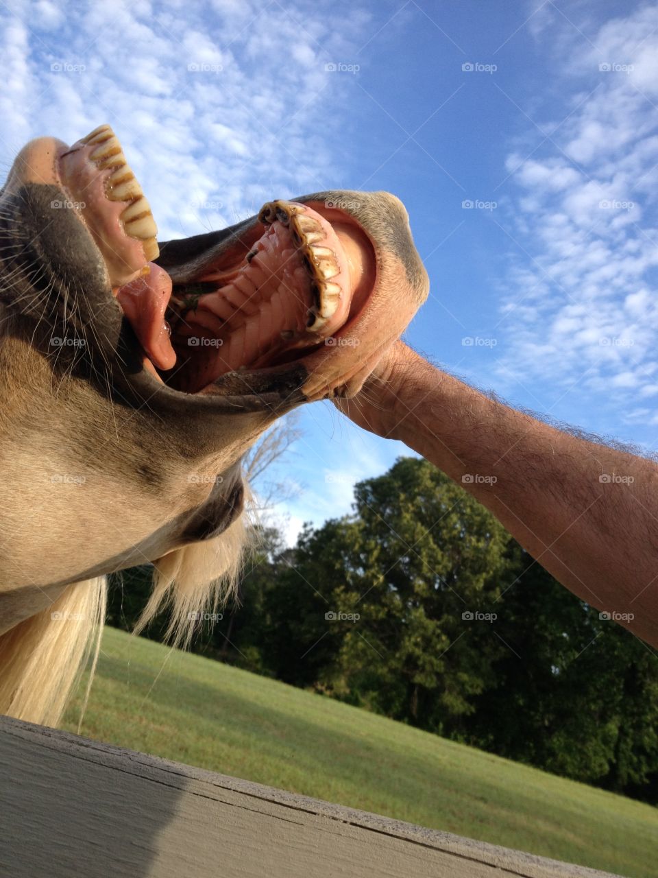 Good Morning Glory. Morning horse yawn