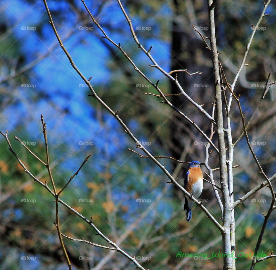 Bluebird sitting in a tree.