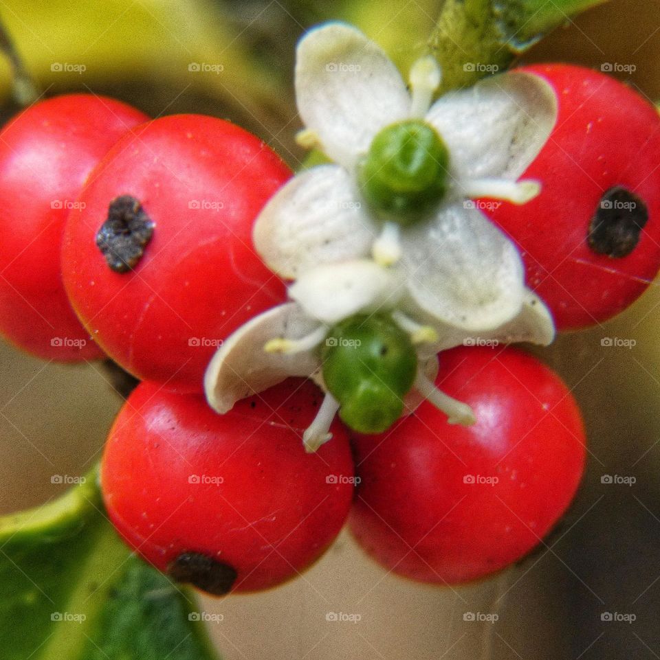Holly berries and white flowers