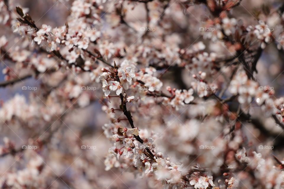Spring blossom 