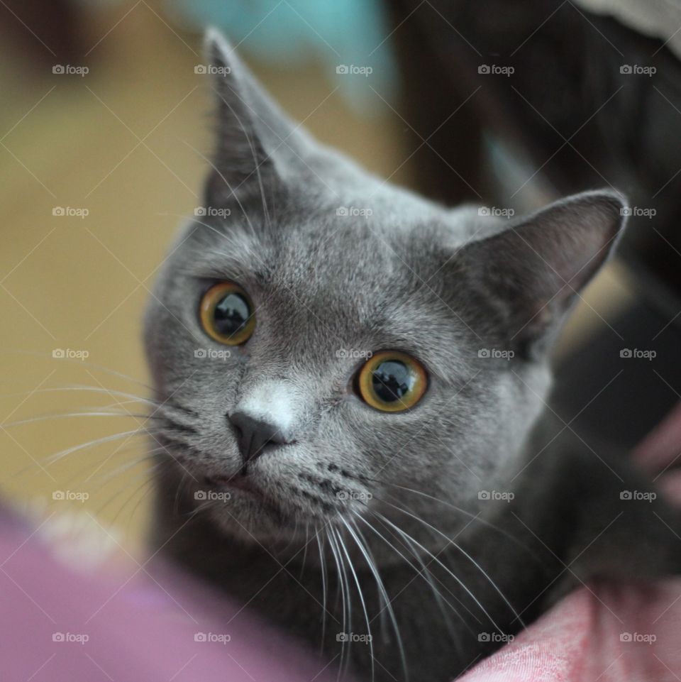 Close-up of a cute kitten