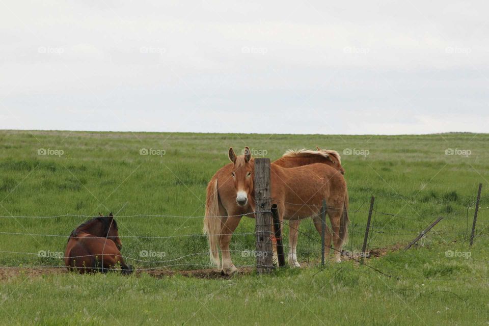 Mules in a field