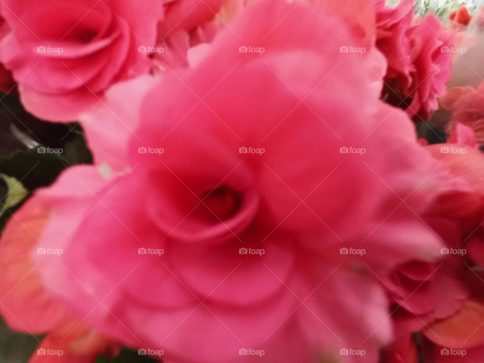 O Desabrochar  da Rosa. A rosa para desabrochar  aguenta o calor, o frio, o vento e as tempestades, e ainda assim, resiste e oferece a simetria, o perfume e a beleza