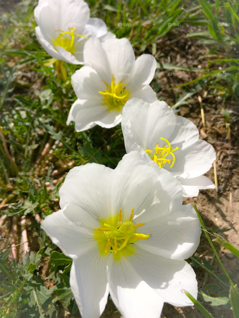 White Flowers
