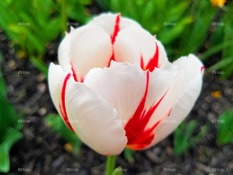 tulip