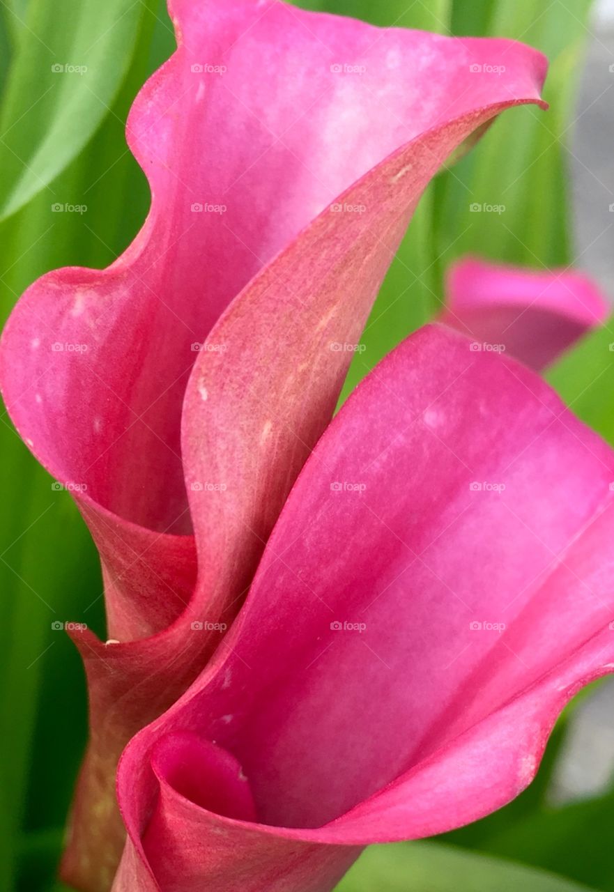 Pink Cala Lily