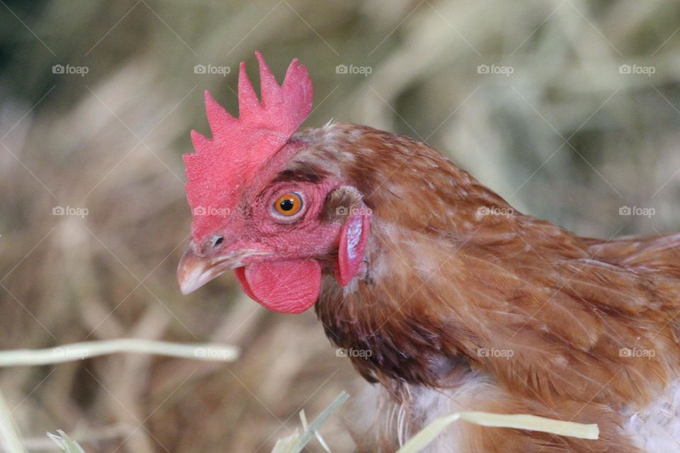A chicken, pecking around a hay bale area curiously, perhaps wondering about all the straw…
