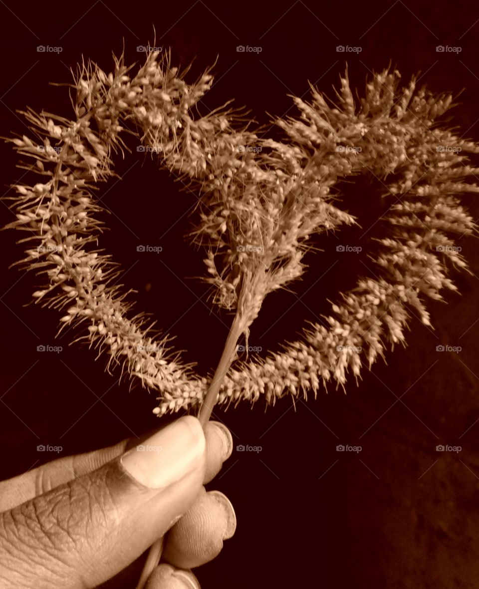 This photo of my heart / delicate heart like a photo of my heart / My heart for you / I have given you photos of my heart / Photo of my precious heart / This heart I have given to you / Photos of the most precious heart in the world / To be alive  It