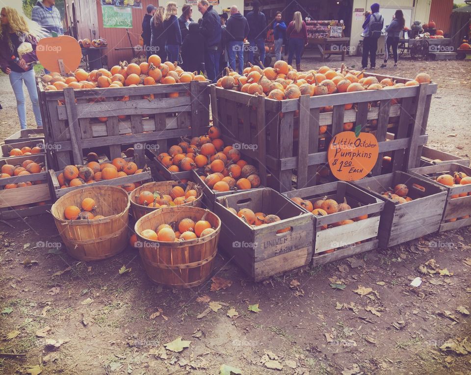 Pumpkin patch market