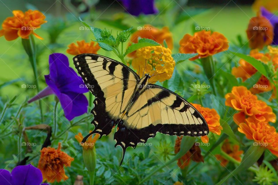 Beautiful and colourful butterfly