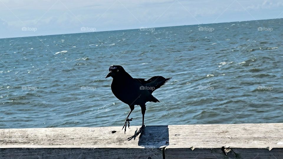 A bird on the pier