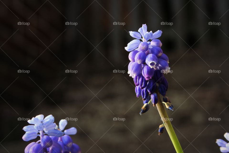 purple flowers