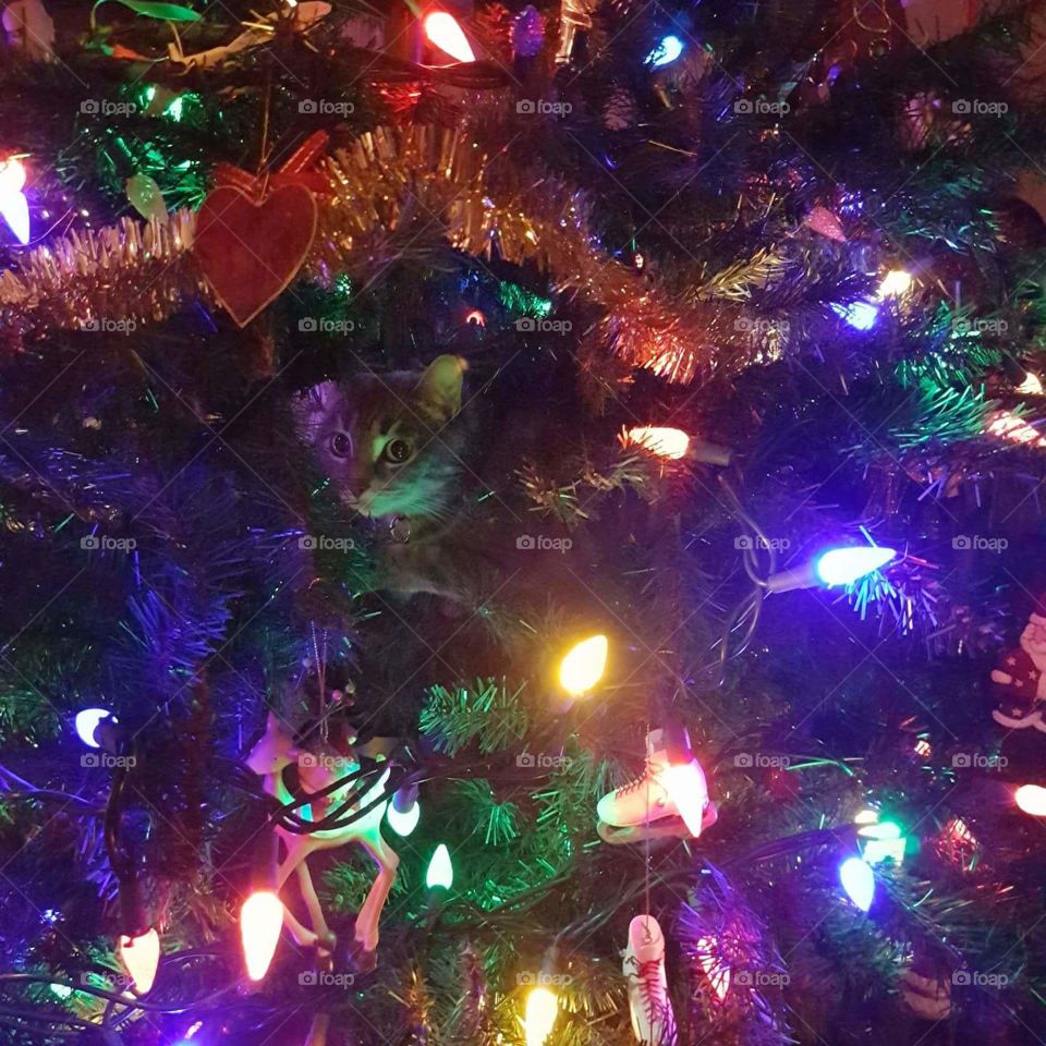Christmas Tree Cat
