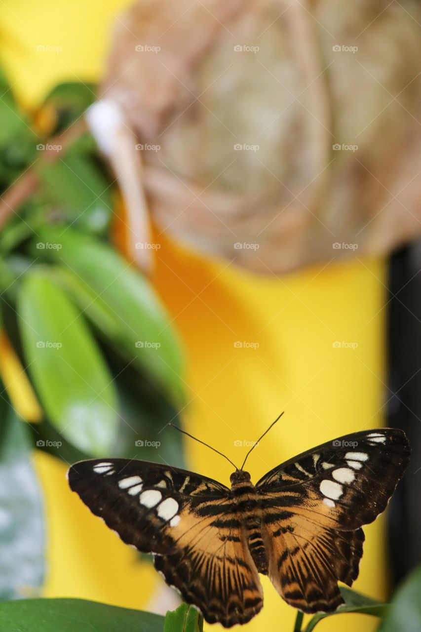 Multi coloured exotic butterfly close-up Blacks yellows reds