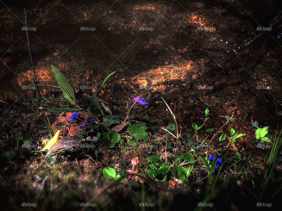 Wildflowers By The Stream