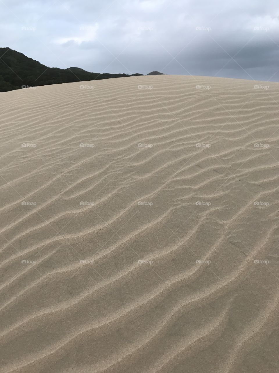 Coastal Sand Dunes.