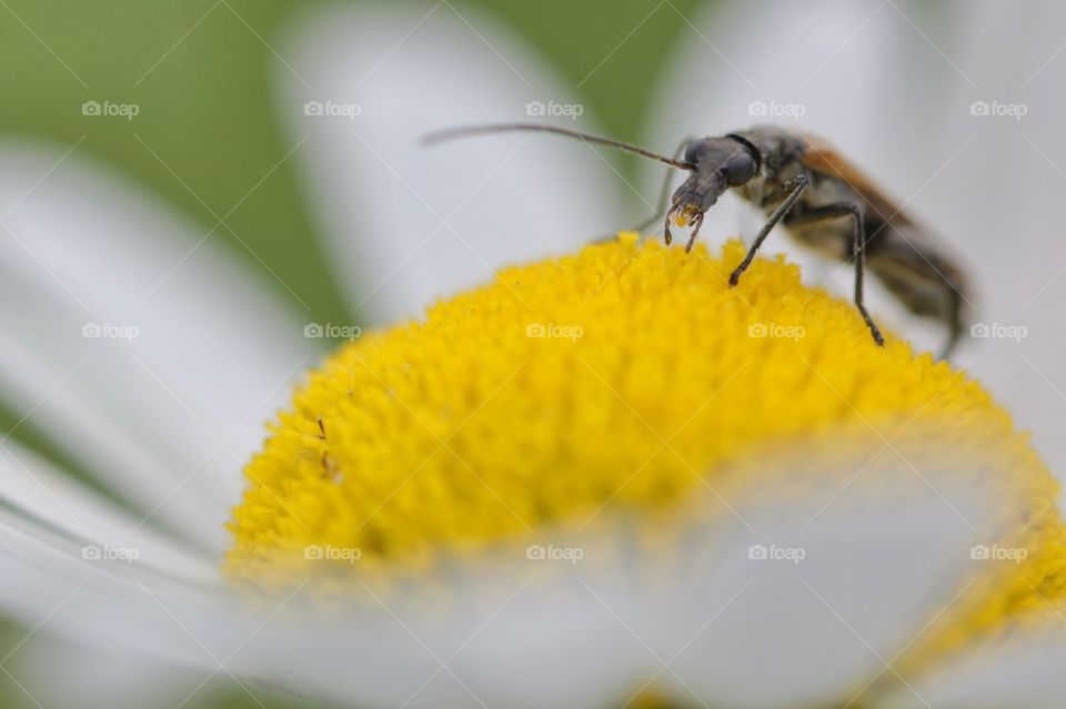 Insect on the flower's pollen