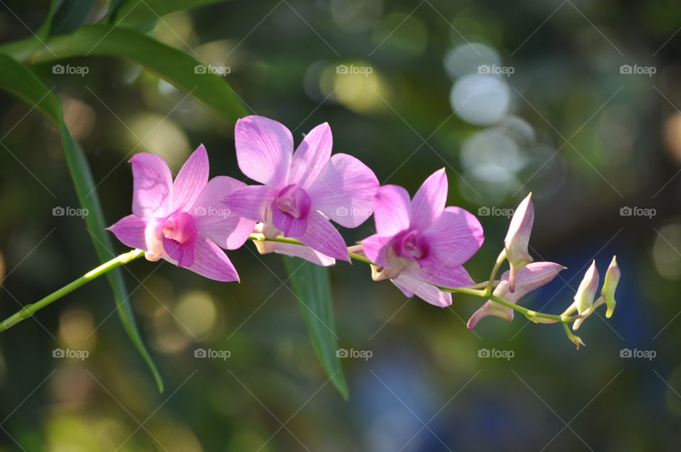 orchid
