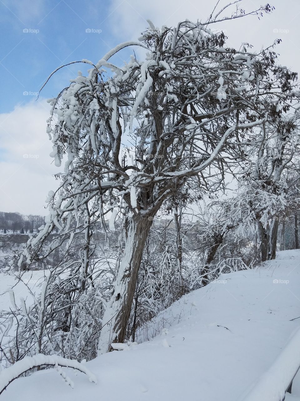 Niagara Falls Tree