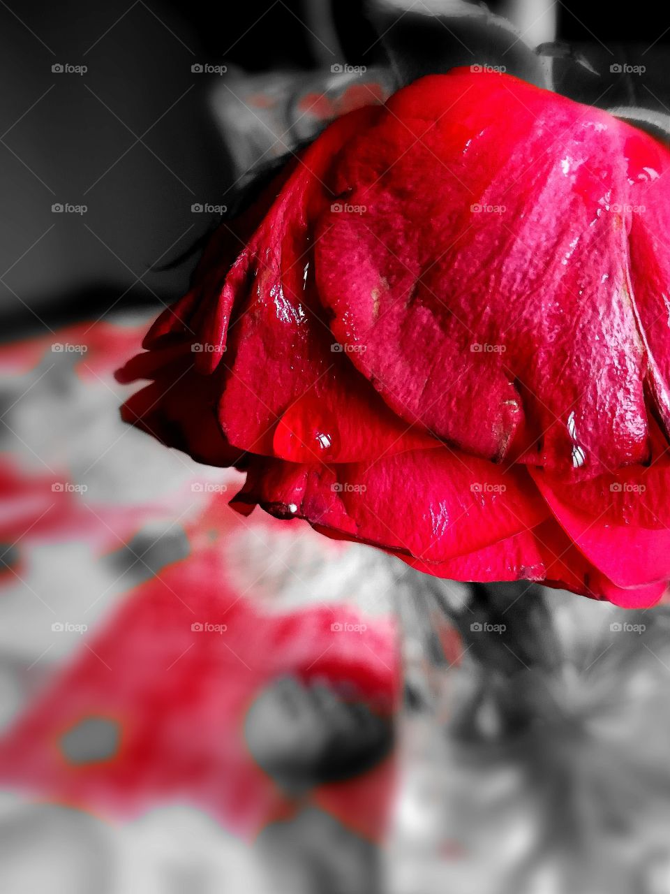 Red Rose 
❣❣❣❣❣❣❣