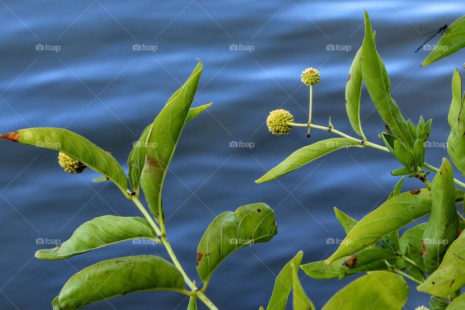 Leaf, Nature, No Person, Flora, Food