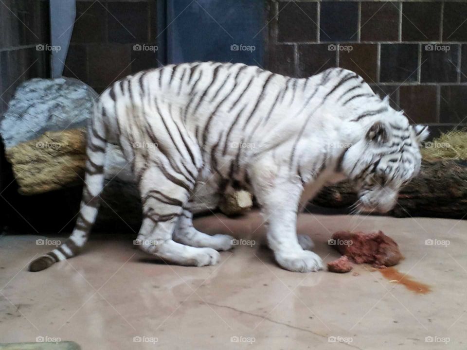 white tiger