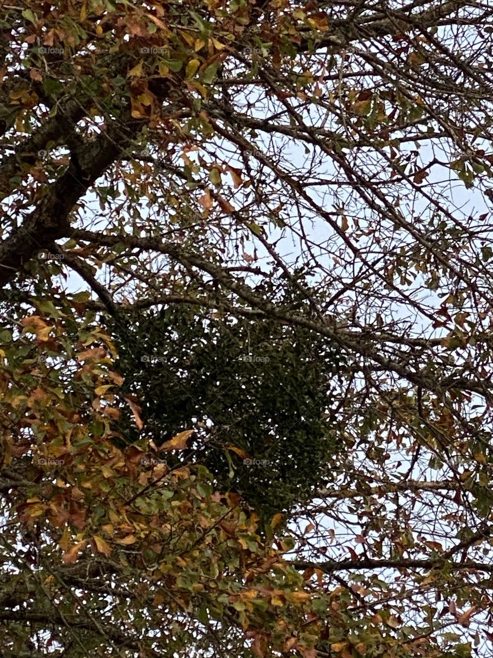 Look at that beautiful mistletoe