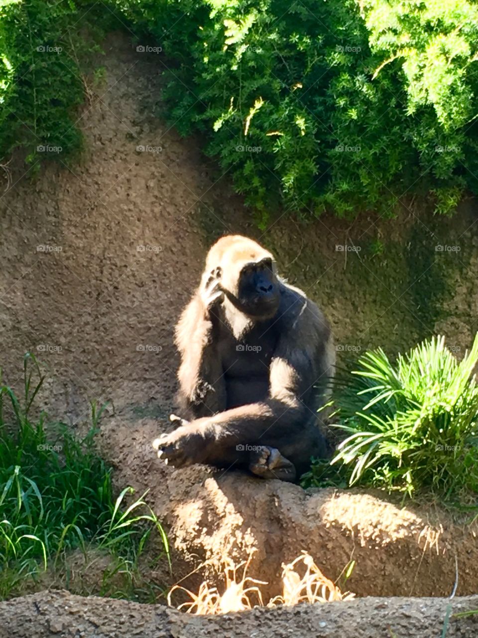 Gorilla in thought
